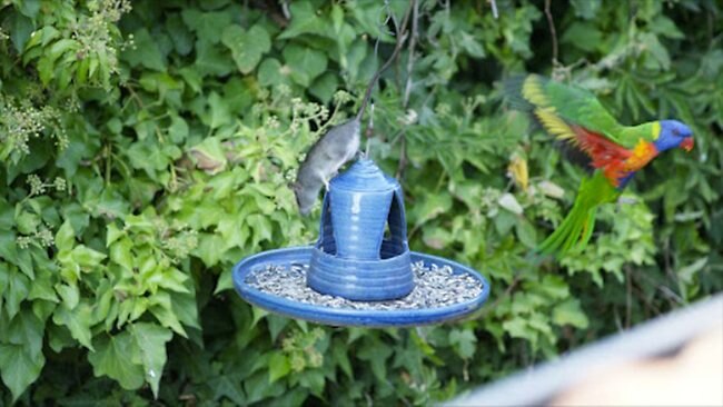 Amazing shot of rat photobombing a lorikeet | news.com.au — Australia’s ...