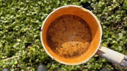 Mosquito larvae found at the Sydney Water recycling plant.