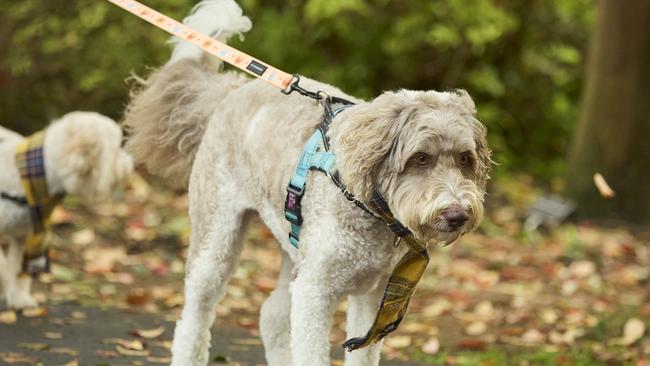 Million Paws Walk at Adelaide Botanic Gardens. Picture: Matt Loxton