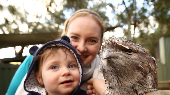 DoSomething Day 2017. Clare Venables and her daughter Lily 13 months, of North Richmond, pose for photographs with Noctus the Tawny Frogmouth. Featherdale Wildlife Park are donating a pass to Ronald McDonald house for every Family pass it sells. (AAP Image/Justin Sanson.)