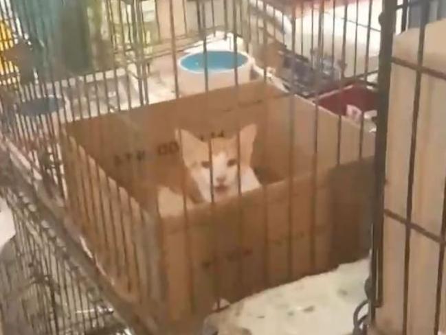 A caged kitten at the markets.