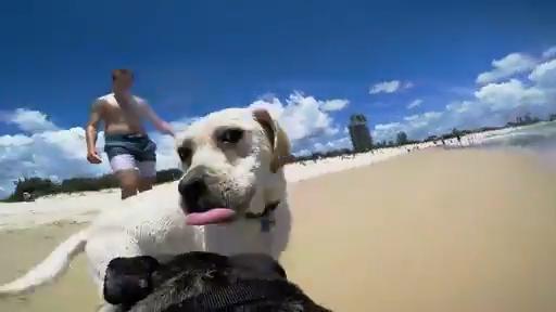 River Dog wears a Go Pro on the Gold Coast. Video: Craig Voyce