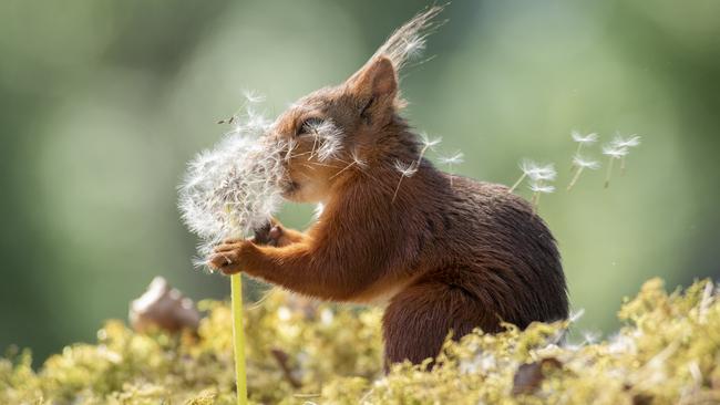 Photographer Geert Weggen’s entry, titled Squirrel Wishes. It was recognised in the Highly Commended Winners section. Picture: Geert Weggen