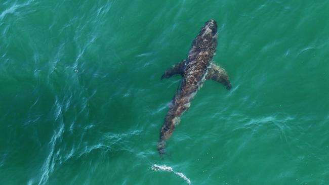 A 3m White Shark at Lighthouse Beach, Ballina on October 4.