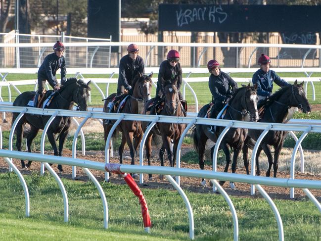 The first instalment of international horses will arrive at the Werribee Quarantine Centre next week.