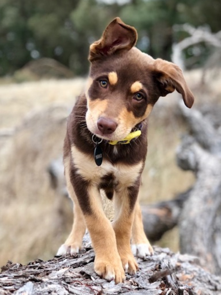 Kelpie jack hot sale russell mix