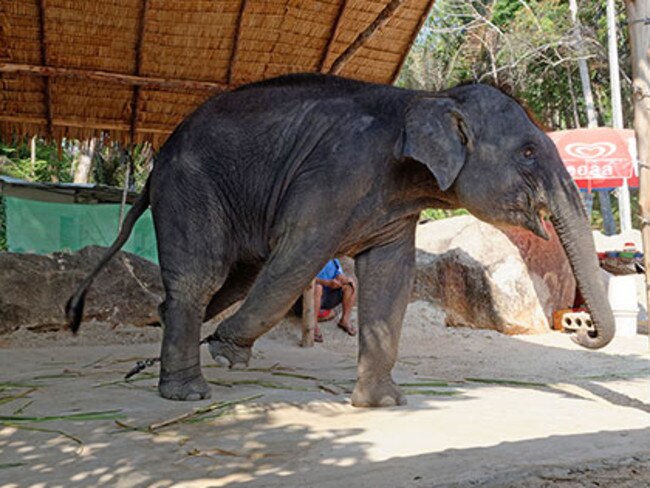 This young elephant is chained by the roadside, for tourists to stop off and take selfies, and was displaying stereotypical behaviour. Picture: World Animal Protection