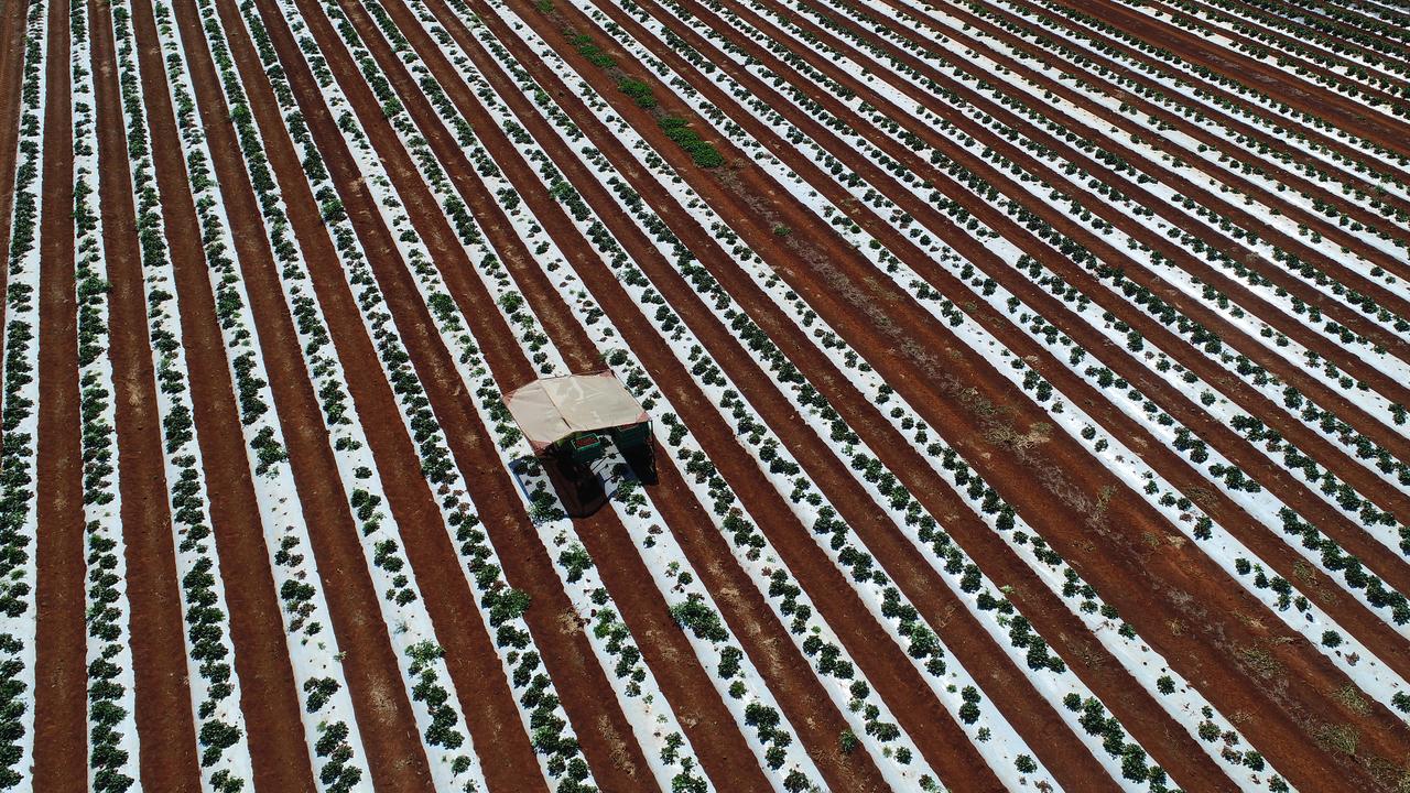 STRAWBERRY SEASON: Nono Wen picking at Tinaberries.