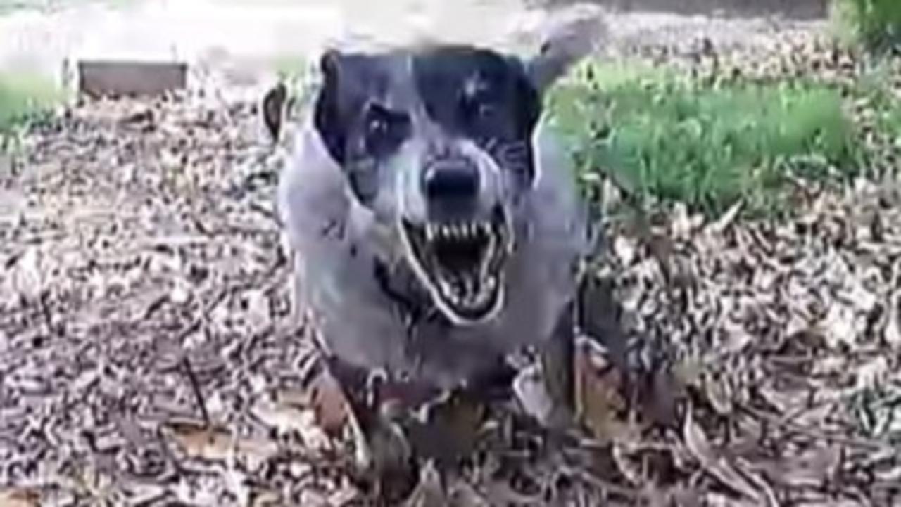 NT posties equipped with new dog deterrent after spate of attacks