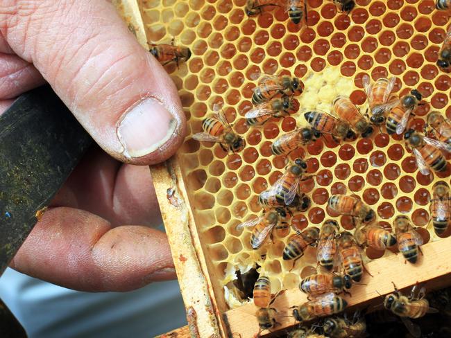 Tassie beekeeper stung by recent logging at the Tarkine forest