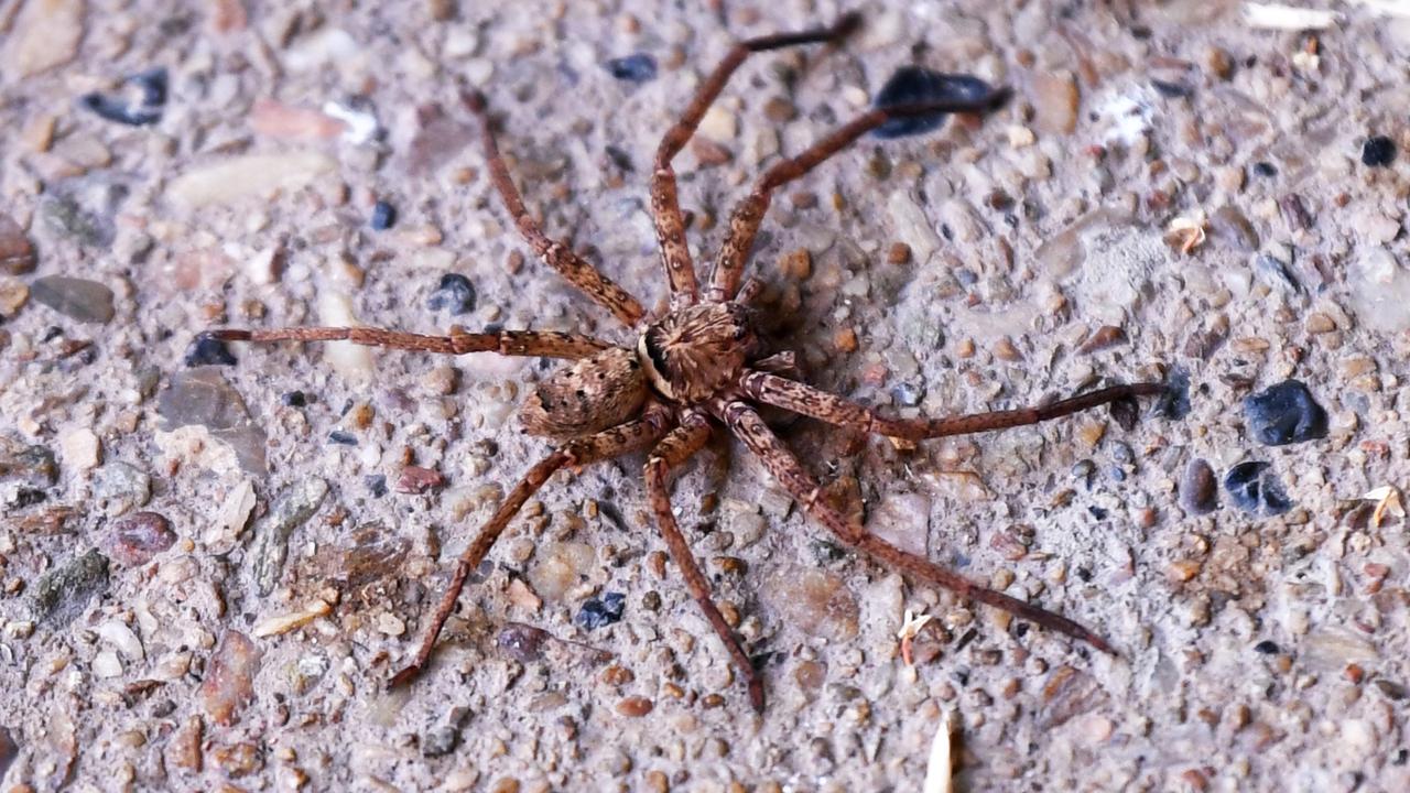 Pouring Down Arachnids: Australia's Nasty 'Spider Rain' Explained