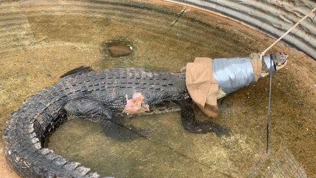 Wildlife rangers the pulled croc from a culvert on the outskirts of Darwin. Picture: Supplied.