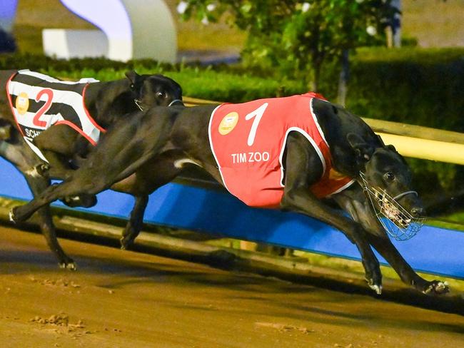 Tim Zoo is rated as one of the best greyhounds in the country. Picture: Supplied