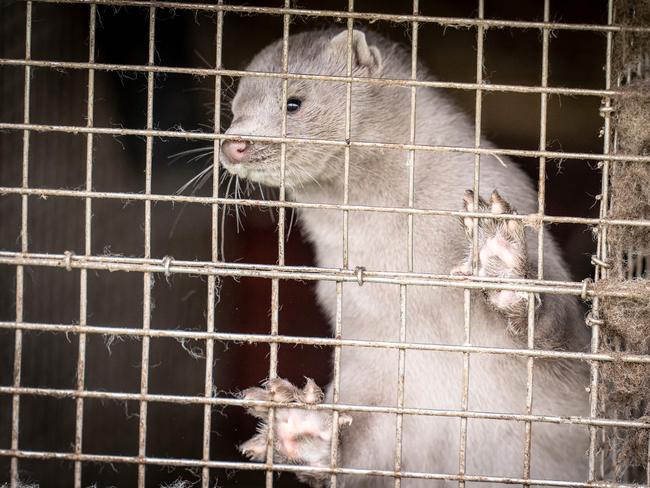 A mink is seen a farm in Hjoerring, in North Jutland, Denmark. Picture: AFP