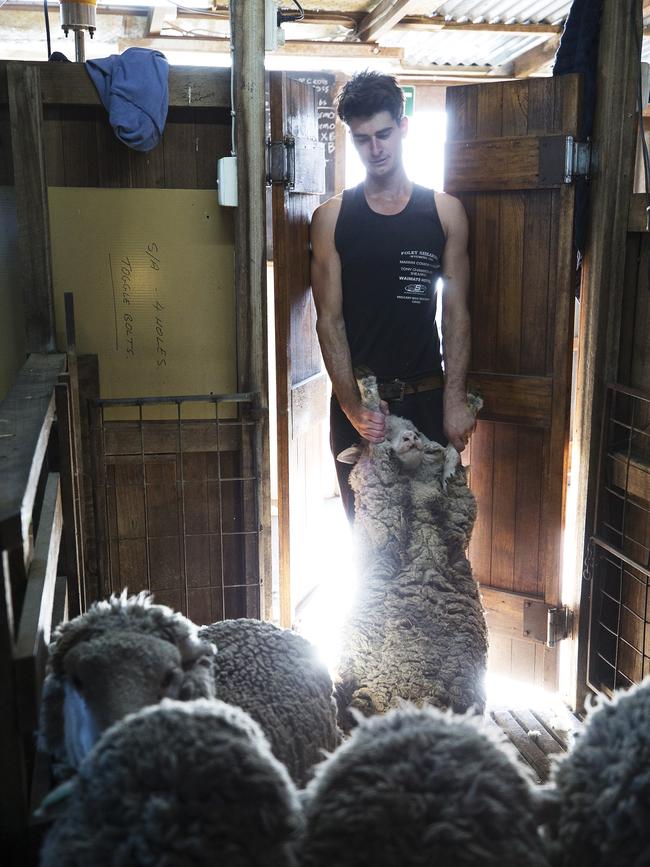 Tom Squires shearing sheep at Rowella. Picture: Chris Kidd