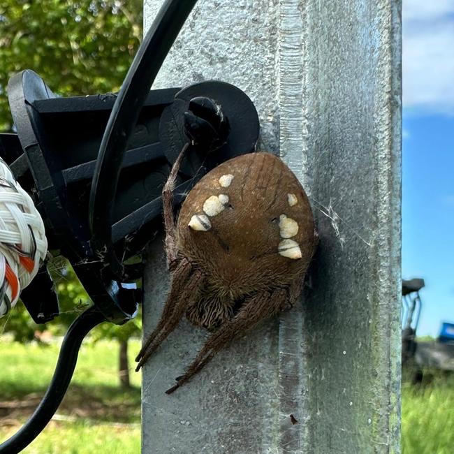 A photo of a folded Garden Orb-weaver was posted on a Facebook group dedicated to identifying Australian spiders by Cape Hillsborough resident Kim Smith.