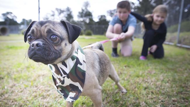 Macarthur Chronicle - Pictured: Madison Holmes (8, female) with brother Cameron Holmes (12) and Sofia the pug (2 1/2 years old - winner of the first race) of Macquarie Fields NSW CONTACT PHOTOGRAPHER FOR MOBILE NUMBER - Campbelltown Pug Club held a Pug meet and greet along with a few casual races at Mary Brookes Park, Kellerman Drive, Campbelltown NSW Australia. Other breeds of dog were also invited to race.