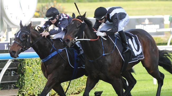 Owner Greg Kolivos looks to land double blow with Dark Steel and Pajaro ...