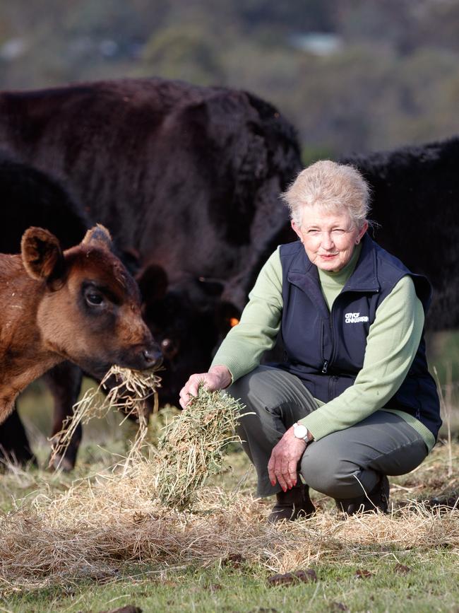 Lorraine Rosenberg with cattle at her Willunga Hill farm. Photo: Matt Turner