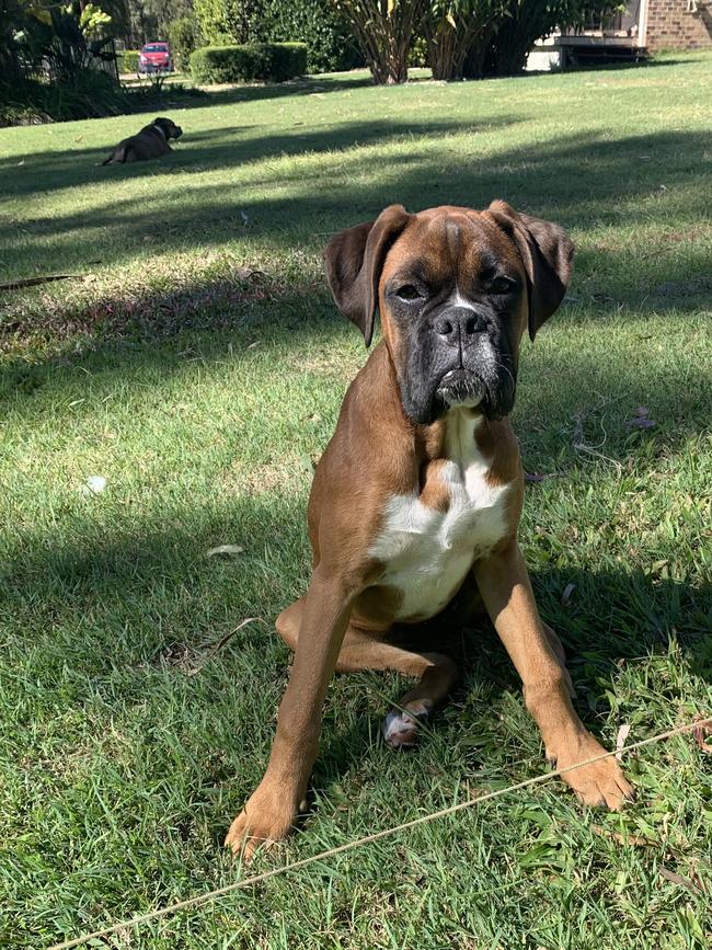 Ziggy playing in her yard. Picture: Cheryl Moyle