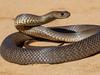 KIDS NEWS: Australian eastern brown snake being defensive. Picture: Ken Griffiths/supplied