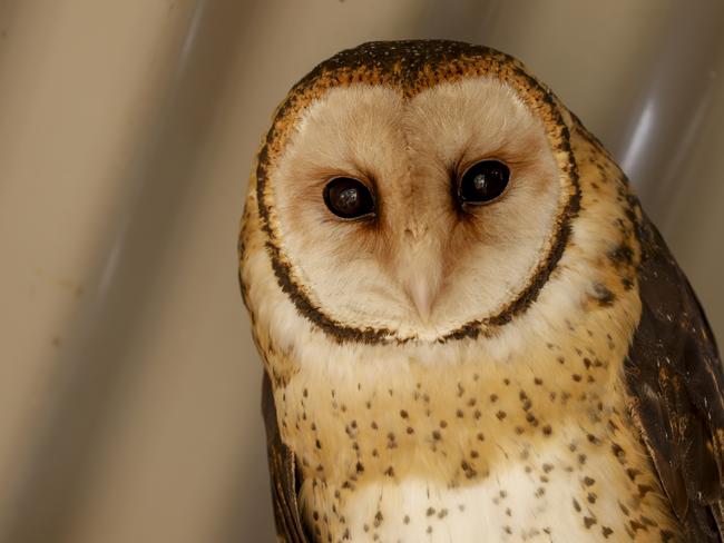 The endangered Tasmanian masked owl. Picture: Rob Blakers