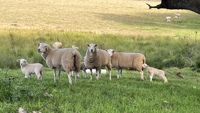 Some of the composite ewes and lambs on Tony Rutter's Tarcutta property in southern NSW. Picture: Nikki Reynolds