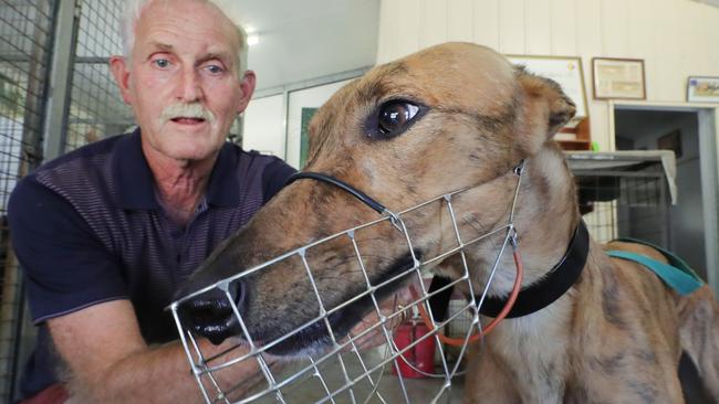 Local greyhound trainer Tony Zammit at his property at Willow Vale. Tony loves his greyhounds and takes good care of them.  Tony puts the muzzle on  Shae ..  Picture Glenn Hampson