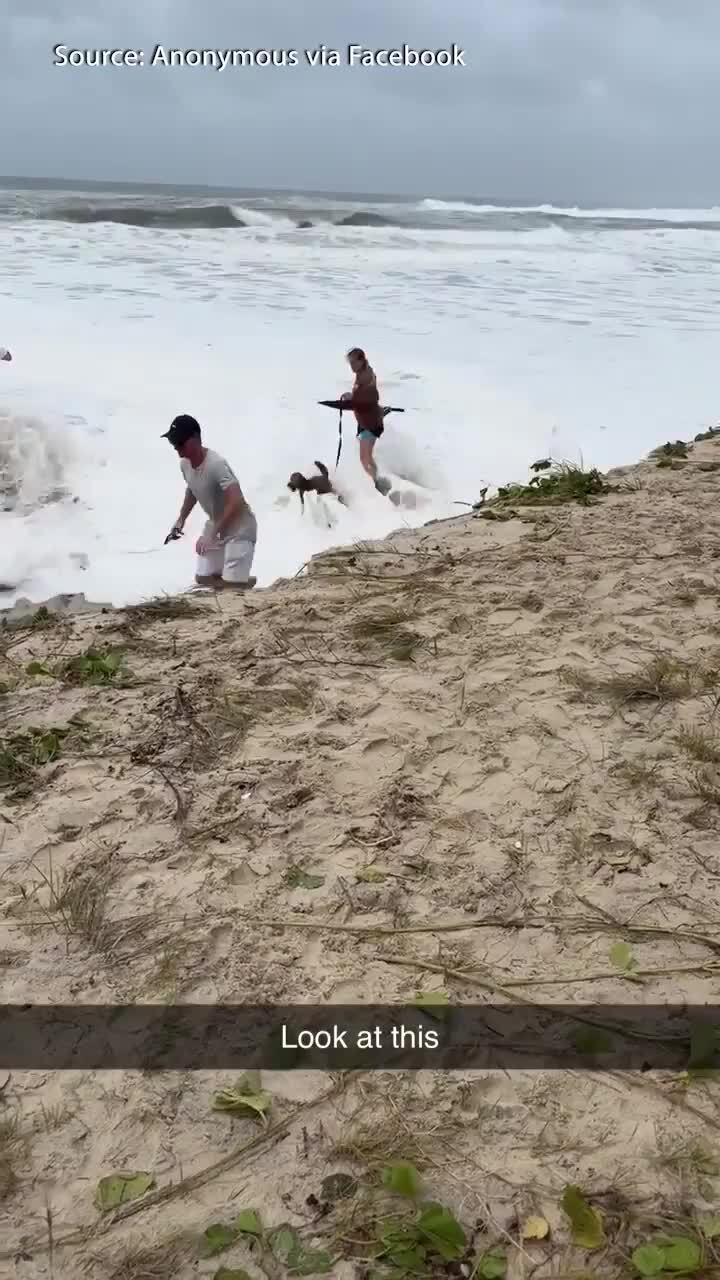 Small dog taken out by cyclone wave