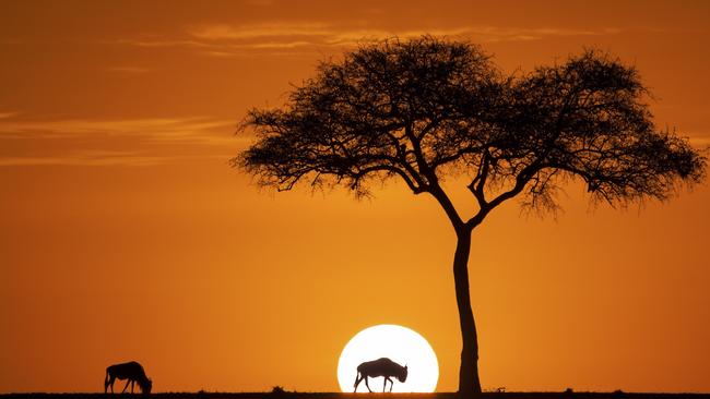 Photo and caption by Jay ruan / National Geographic Nature Photographer of the Year contestSunrise of maasia mara During month of AUGUST and SEPTEMBER, there are millions of WILD BEASts, zebra, and other animal in Maasia mara game reserve. On this september morning, a wild beast eating glass intersected the sun coming out of the horizon, creating this image. It was one of the most beautiful sunrise i had seen so far.