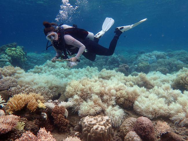 Images of coral bleaching on the Great Barrier Reef are expected to take a heavy toll on the local tourism industry. Picture: ARC Centre of Excellence for Coral Reef Studies / Greg Torda