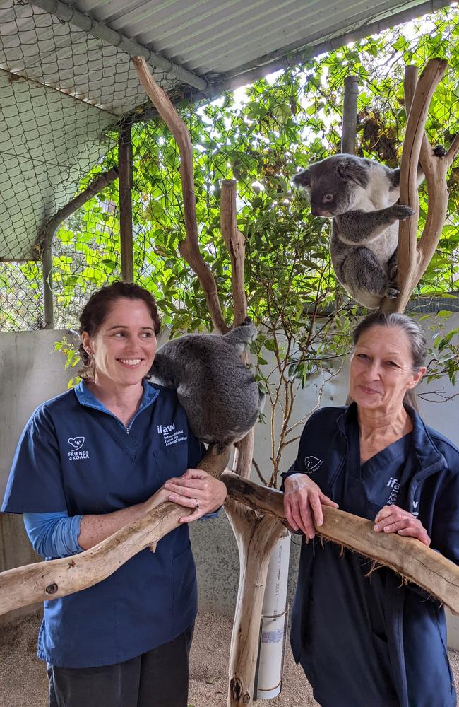 Koala vet Jodie Wakeman and koala vet nurse Marley Christian in a rehabilitation enclosure at Friends of the Koala in Lismore.