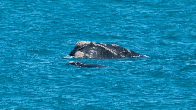 Mother and calf southern right whales near the Victor Harbor Causeway. Picture: Lea Brooks