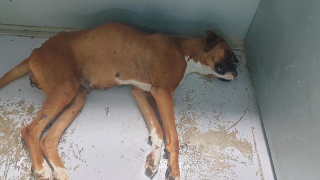 Strawberry the boxer died in heartbreaking conditions after “puppy farm” breeders failed to get vet help when she had problems giving birth.