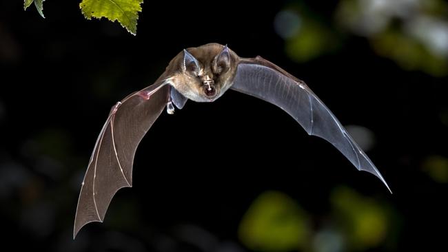 Horseshoe bat. Picture: Alamy