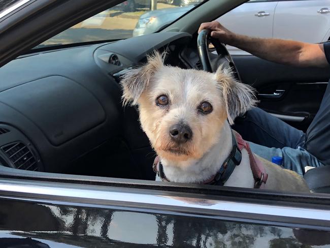 #SnapSydney: Coco at RSPCA, Chullora, 9.15am. Picture: Lawrence Machado