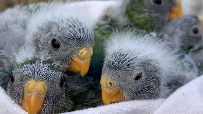 Orange-bellied parrots, Melaleuca, Tasmania's South West Wilderness, Credit: NRE Tasmania