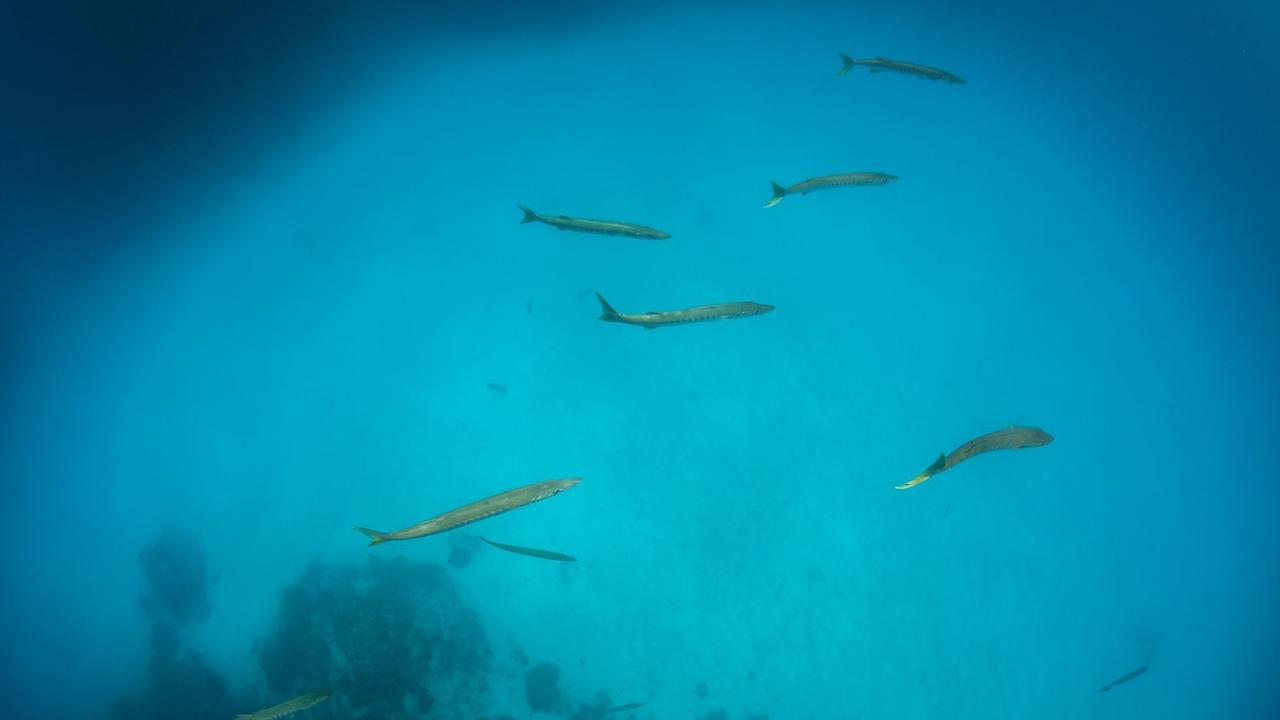 Photos of the Great Barrier Reef taken Monday 9th January by Passions of Paradise. Photo: Sota Yamaguchi