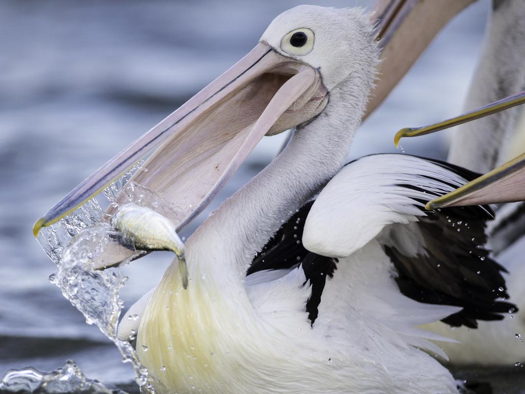 Pelicans are also reportedly under attack from the seals.