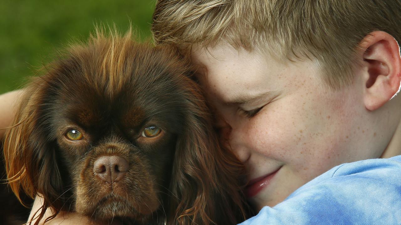 Chocolate cavalier king charles hot sale spaniel