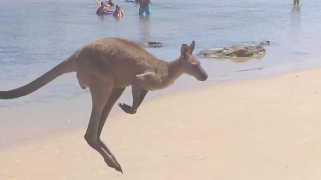 social media lit up when The Daily Examiner shared this incredible close encounter between holiday makers and a large kangaroo taking at a dip at Lake Arragan near Brooms Head.