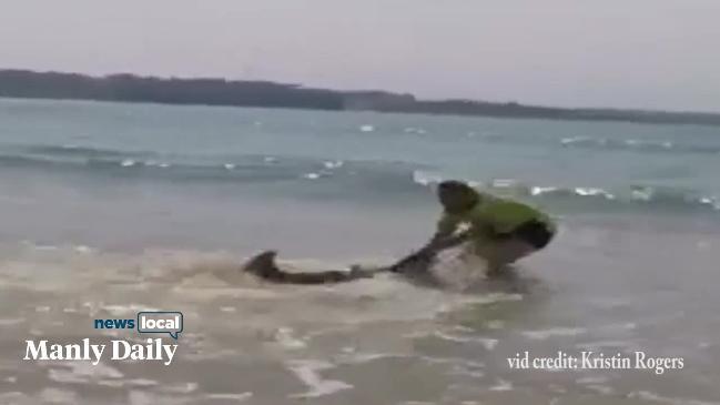 A tradie attempts to rescue a great white shark