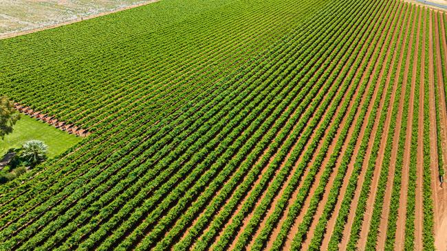 Chalmers Wines Merbein property near Mildura. Picture: Admedia Australia