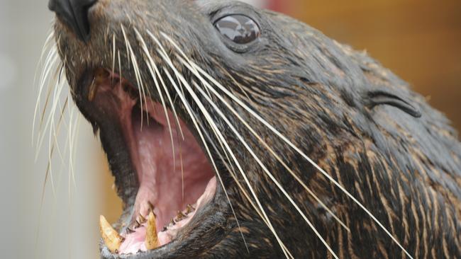 Wild instinct... New Zealand fur seals can be aggressive if approached.