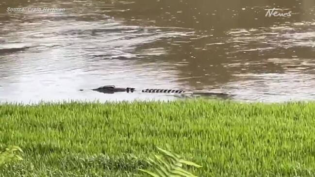 Herbert River croc