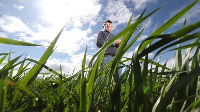 SA farmer Mark Hill on his Tarlee property. Picture: Tait Schmaal