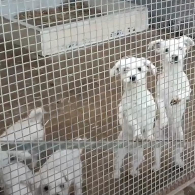 Puppies in cages. Picture: Oscar's Law