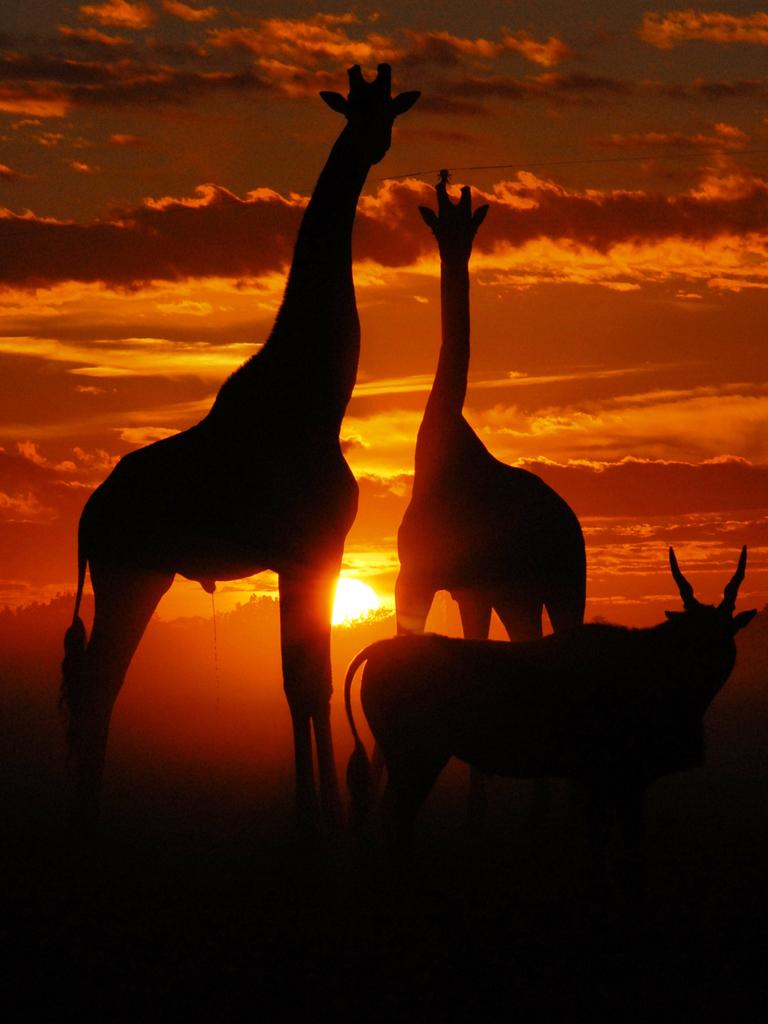 Tall story. Dawn picture: Geoff Brooks, Monarto Safari Park