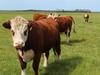 Tassie cattle station fetches $22m-plus