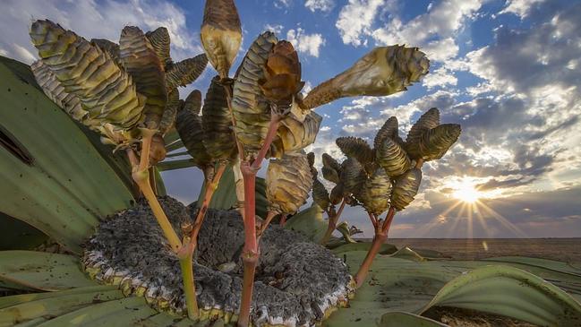 The perfect welwitschia plant in the Namibia desert.